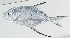  ( - GAM-086)  @11 [ ] CreativeCommons  Attribution Non-Commercial (by-nc) (2010) Unspecified Smithsonian Institution National Museum of Natural History