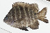 ( - GAM-172)  @11 [ ] CreativeCommons  Attribution Non-Commercial (by-nc) (2010) Unspecified Smithsonian Institution National Museum of Natural History