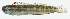  ( - GAM-100)  @11 [ ] CreativeCommons  Attribution Non-Commercial (by-nc) (2010) Unspecified Smithsonian Institution National Museum of Natural History