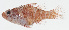 ( - GAM-332)  @11 [ ] CreativeCommons  Attribution Non-Commercial (by-nc) (2010) Unspecified Smithsonian Institution National Museum of Natural History