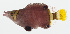  ( - GAM-264)  @11 [ ] CreativeCommons  Attribution Non-Commercial (by-nc) (2010) Unspecified Smithsonian Institution National Museum of Natural History