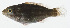  ( - GAM-326)  @11 [ ] CreativeCommons  Attribution Non-Commercial (by-nc) (2010) Unspecified Smithsonian Institution National Museum of Natural History