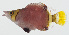  ( - GAM-263)  @11 [ ] CreativeCommons  Attribution Non-Commercial (by-nc) (2010) Unspecified Smithsonian Institution National Museum of Natural History