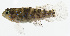  ( - GAM-331)  @11 [ ] CreativeCommons  Attribution Non-Commercial (by-nc) (2010) Unspecified Smithsonian Institution National Museum of Natural History
