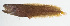  ( - GAM-135)  @11 [ ] CreativeCommons  Attribution Non-Commercial (by-nc) (2010) Unspecified Smithsonian Institution National Museum of Natural History
