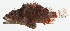  ( - GAM-323)  @11 [ ] CreativeCommons  Attribution Non-Commercial (by-nc) (2010) Unspecified Smithsonian Institution National Museum of Natural History