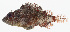  ( - GAM-077)  @11 [ ] CreativeCommons  Attribution Non-Commercial (by-nc) (2010) Unspecified Smithsonian Institution National Museum of Natural History