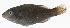  ( - GAM-328)  @11 [ ] CreativeCommons  Attribution Non-Commercial (by-nc) (2010) Unspecified Smithsonian Institution National Museum of Natural History