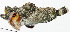  ( - GAM-670)  @11 [ ] CreativeCommons  Attribution Non-Commercial (by-nc) (2010) Unspecified Smithsonian Institution National Museum of Natural History