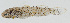  ( - GAM-220)  @11 [ ] CreativeCommons  Attribution Non-Commercial (by-nc) (2010) Unspecified Smithsonian Institution National Museum of Natural History