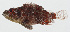  ( - GAM-464)  @11 [ ] CreativeCommons  Attribution Non-Commercial (by-nc) (2010) Unspecified Smithsonian Institution National Museum of Natural History