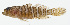  ( - GAM-628)  @11 [ ] CreativeCommons  Attribution Non-Commercial (by-nc) (2010) Unspecified Smithsonian Institution National Museum of Natural History