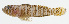  ( - GAM-629)  @11 [ ] CreativeCommons  Attribution Non-Commercial (by-nc) (2010) Unspecified Smithsonian Institution National Museum of Natural History