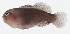  ( - GAM-631)  @11 [ ] CreativeCommons  Attribution Non-Commercial (by-nc) (2010) Unspecified Smithsonian Institution National Museum of Natural History