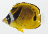  ( - GAM-642)  @11 [ ] CreativeCommons  Attribution Non-Commercial (by-nc) (2010) Unspecified Smithsonian Institution National Museum of Natural History