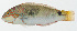  ( - GAM-658)  @11 [ ] CreativeCommons  Attribution Non-Commercial (by-nc) (2010) Unspecified Smithsonian Institution National Museum of Natural History
