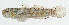  ( - GAM-660)  @11 [ ] CreativeCommons  Attribution Non-Commercial (by-nc) (2010) Unspecified Smithsonian Institution National Museum of Natural History