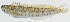  ( - GAM-661)  @11 [ ] CreativeCommons  Attribution Non-Commercial (by-nc) (2010) Unspecified Smithsonian Institution National Museum of Natural History