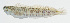  ( - GAM-662)  @11 [ ] CreativeCommons  Attribution Non-Commercial (by-nc) (2010) Unspecified Smithsonian Institution National Museum of Natural History