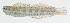  ( - GAM-663)  @11 [ ] CreativeCommons  Attribution Non-Commercial (by-nc) (2010) Unspecified Smithsonian Institution National Museum of Natural History