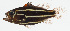  ( - GAM-664)  @11 [ ] CreativeCommons  Attribution Non-Commercial (by-nc) (2010) Unspecified Smithsonian Institution National Museum of Natural History