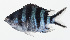  ( - GAM-719)  @11 [ ] CreativeCommons  Attribution Non-Commercial (by-nc) (2010) Unspecified Smithsonian Institution National Museum of Natural History