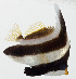  ( - GAM-729)  @11 [ ] CreativeCommons  Attribution Non-Commercial (by-nc) (2010) Unspecified Smithsonian Institution National Museum of Natural History