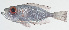  ( - GAM-735)  @11 [ ] CreativeCommons  Attribution Non-Commercial (by-nc) (2010) Unspecified Smithsonian Institution National Museum of Natural History