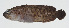  ( - GAM-738)  @11 [ ] CreativeCommons  Attribution Non-Commercial (by-nc) (2010) Unspecified Smithsonian Institution National Museum of Natural History