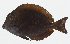  ( - GAM-741)  @11 [ ] CreativeCommons  Attribution Non-Commercial (by-nc) (2010) Unspecified Smithsonian Institution National Museum of Natural History