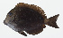  ( - GAM-743)  @11 [ ] CreativeCommons  Attribution Non-Commercial (by-nc) (2010) Unspecified Smithsonian Institution National Museum of Natural History