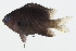  ( - GAM-747)  @11 [ ] CreativeCommons  Attribution Non-Commercial (by-nc) (2010) Unspecified Smithsonian Institution National Museum of Natural History