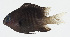  ( - GAM-748)  @11 [ ] CreativeCommons  Attribution Non-Commercial (by-nc) (2010) Unspecified Smithsonian Institution National Museum of Natural History