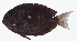  (Acanthurus nubilus - GAM-765)  @11 [ ] CreativeCommons  Attribution Non-Commercial (by-nc) (2010) Unspecified Smithsonian Institution National Museum of Natural History