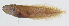  ( - GAM-797)  @11 [ ] CreativeCommons  Attribution Non-Commercial (by-nc) (2010) Unspecified Smithsonian Institution National Museum of Natural History
