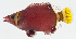  ( - GAM-813)  @11 [ ] CreativeCommons  Attribution Non-Commercial (by-nc) (2010) Unspecified Smithsonian Institution National Museum of Natural History