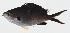  ( - GAM-828)  @11 [ ] CreativeCommons  Attribution Non-Commercial (by-nc) (2010) Unspecified Smithsonian Institution National Museum of Natural History
