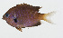  ( - GAM-829)  @11 [ ] CreativeCommons  Attribution Non-Commercial (by-nc) (2010) Unspecified Smithsonian Institution National Museum of Natural History