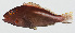  ( - GAM-832)  @11 [ ] CreativeCommons  Attribution Non-Commercial (by-nc) (2010) Unspecified Smithsonian Institution National Museum of Natural History