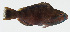  ( - GAM-833)  @11 [ ] CreativeCommons  Attribution Non-Commercial (by-nc) (2010) Unspecified Smithsonian Institution National Museum of Natural History