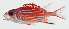  ( - GAM-846)  @11 [ ] CreativeCommons  Attribution Non-Commercial (by-nc) (2010) Unspecified Smithsonian Institution National Museum of Natural History