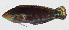  ( - GAM-855)  @11 [ ] CreativeCommons  Attribution Non-Commercial (by-nc) (2010) Unspecified Smithsonian Institution National Museum of Natural History