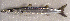  ( - GAM-101)  @11 [ ] CreativeCommons  Attribution Non-Commercial (by-nc) (2010) Unspecified Smithsonian Institution National Museum of Natural History