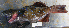  ( - GAM-362)  @11 [ ] CreativeCommons  Attribution Non-Commercial (by-nc) (2010) Unspecified Smithsonian Institution National Museum of Natural History