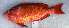  ( - GAM-447)  @11 [ ] CreativeCommons  Attribution Non-Commercial (by-nc) (2010) Unspecified Smithsonian Institution National Museum of Natural History
