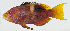  ( - GAM-556)  @11 [ ] CreativeCommons  Attribution Non-Commercial (by-nc) (2010) Unspecified Smithsonian Institution National Museum of Natural History