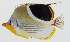  ( - GAM-820)  @11 [ ] CreativeCommons  Attribution Non-Commercial (by-nc) (2010) Unspecified Smithsonian Institution National Museum of Natural History