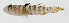  ( - GAM-428)  @11 [ ] CreativeCommons  Attribution Non-Commercial (by-nc) (2010) Unspecified Smithsonian Institution National Museum of Natural History