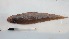  ( - Long_solefish_JAR_1_30072024)  @11 [ ] copyright © (2024) Kim Peris-Fons Consejo Superior de Investigaciones Científicas (CSIC)