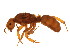  (Lasius murphyi - GJU_03-050)  @14 [ ] CreativeCommons - Attribution (2012) CBG Photography Group Centre for Biodiversity Genomics